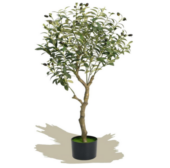 Olive Tree